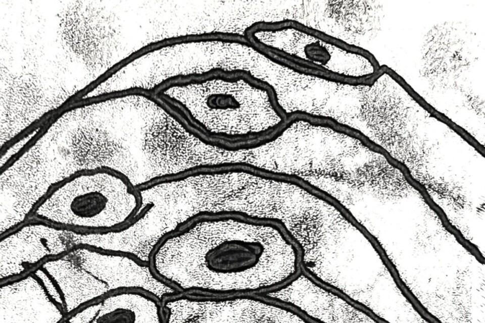 Monotypie: Spuren lesen, Bilder finden