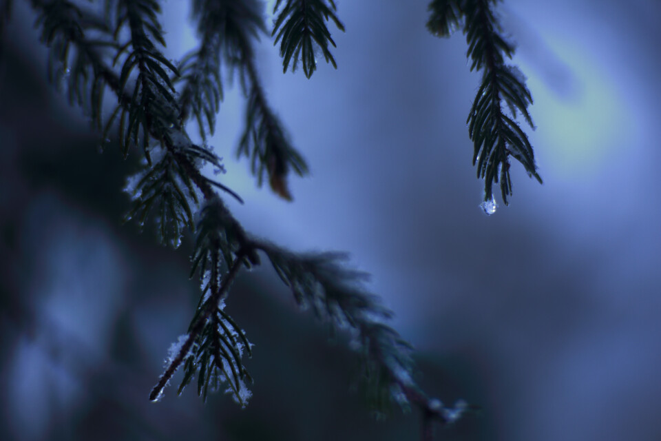 Blaue Liebe Blues. Ein Fotokurs